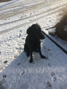 Mitzy in de sneeuw